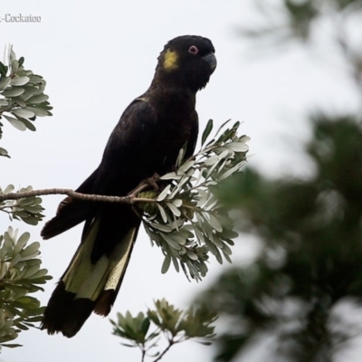 Zanda funerea (Yellow-tailed Black-Cockatoo) at Ulladulla, NSW - 3 Nov 2015 by Charles Dove