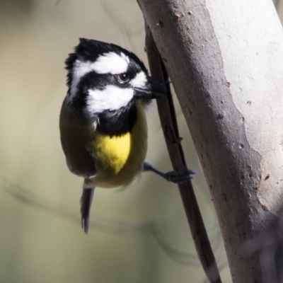 Falcunculus frontatus (Eastern Shrike-tit) at Belconnen, ACT - 4 Jul 2018 by AlisonMilton