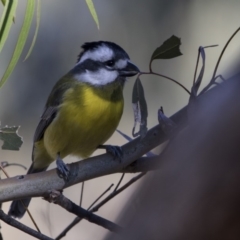 Falcunculus frontatus at Belconnen, ACT - 4 Jul 2018 01:26 PM