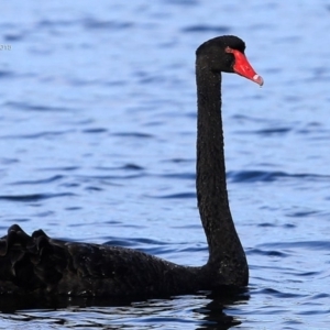 Cygnus atratus at Meroo National Park - 27 May 2015 12:00 AM