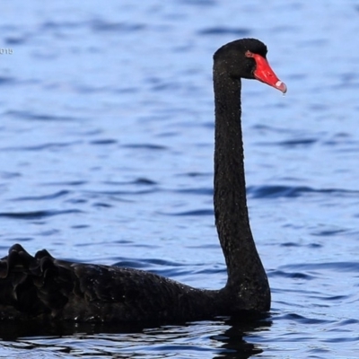 Cygnus atratus (Black Swan) at Meroo National Park - 27 May 2015 by CharlesDove