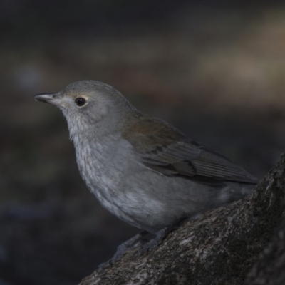 Colluricincla harmonica (Grey Shrikethrush) at Belconnen, ACT - 4 Jul 2018 by AlisonMilton