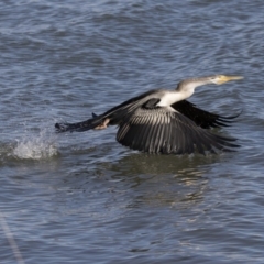 Anhinga novaehollandiae (Australasian Darter) at Belconnen, ACT - 4 Jul 2018 by Alison Milton