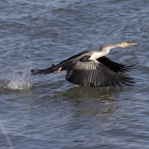 Anhinga novaehollandiae at Belconnen, ACT - 4 Jul 2018 01:03 PM