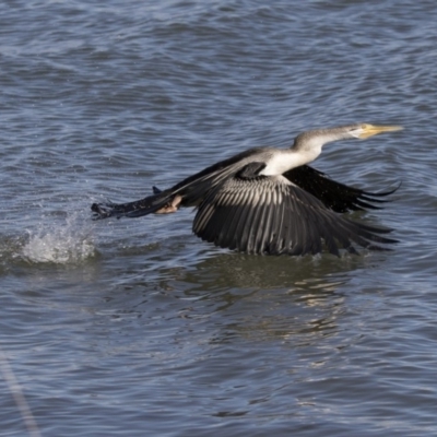 Anhinga novaehollandiae (Australasian Darter) at Belconnen, ACT - 4 Jul 2018 by Alison Milton