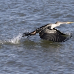 Anhinga novaehollandiae at Belconnen, ACT - 4 Jul 2018