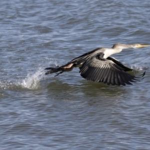 Anhinga novaehollandiae at Belconnen, ACT - 4 Jul 2018