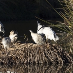 Threskiornis molucca (Australian White Ibis) at Belconnen, ACT - 4 Jul 2018 by Alison Milton