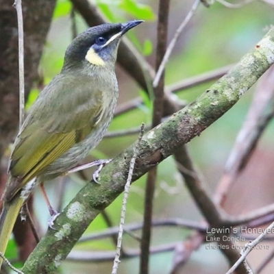 Meliphaga lewinii (Lewin's Honeyeater) at Lake Conjola, NSW - 28 May 2015 by CharlesDove