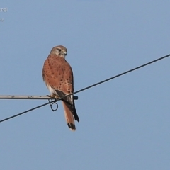 Falco cenchroides (Nankeen Kestrel) at Lake Conjola, NSW - 26 May 2015 by Charles Dove