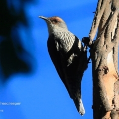 Climacteris erythrops (Red-browed Treecreeper) at Lake Conjola, NSW - 28 May 2015 by CharlesDove