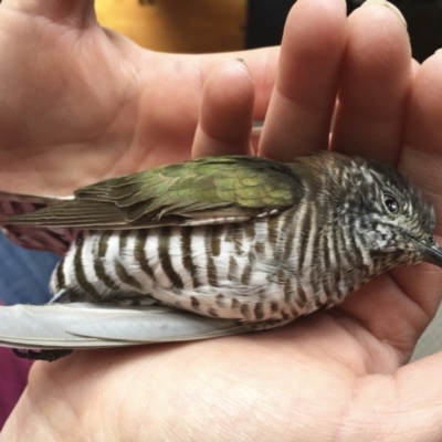 Chrysococcyx lucidus (Shining Bronze-Cuckoo) at Michelago, NSW - 19 Sep 2015 by Illilanga