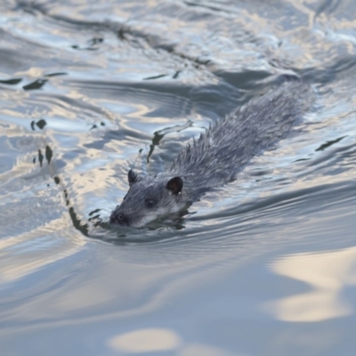 Hydromys chrysogaster (Rakali or Water Rat) at Belconnen, ACT - 2 Jul 2018 by AlisonMilton