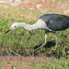 Ardea pacifica (White-necked Heron) at Croobyar, NSW - 26 May 2015 by CharlesDove