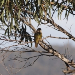 Chrysococcyx lucidus (Shining Bronze-Cuckoo) at Michelago, NSW - 30 Apr 2012 by Illilanga