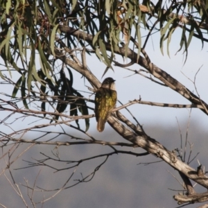 Chrysococcyx lucidus at Michelago, NSW - 1 May 2012 08:59 AM