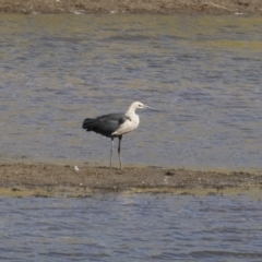 Ardea pacifica (White-necked Heron) at Illilanga & Baroona - 2 Apr 2018 by Illilanga