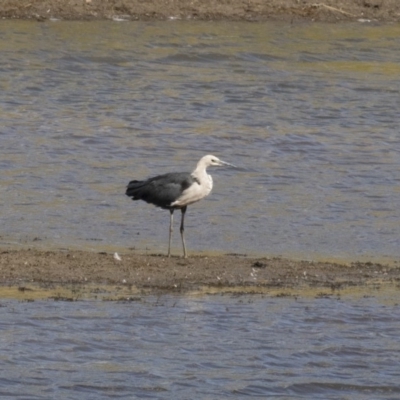 Ardea pacifica (White-necked Heron) at Illilanga & Baroona - 2 Apr 2018 by Illilanga