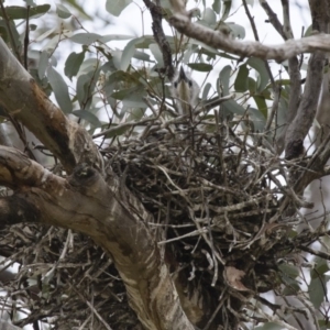 Egretta novaehollandiae at Michelago, NSW - 11 Nov 2017 11:30 AM