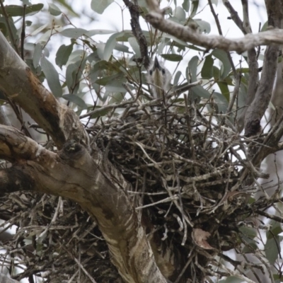 Egretta novaehollandiae (White-faced Heron) at Michelago, NSW - 11 Nov 2017 by Illilanga