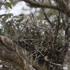 Egretta novaehollandiae at Michelago, NSW - 11 Nov 2017 11:30 AM