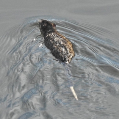 Hydromys chrysogaster (Rakali or Water Rat) at Paddys River, ACT - 3 Jul 2018 by JohnBundock