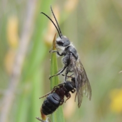 Tiphiidae (family) (Unidentified Smooth flower wasp) at Tuggeranong Hill - 29 Oct 2016 by michaelb