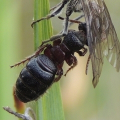 Tiphiidae (family) at Conder, ACT - 30 Oct 2016