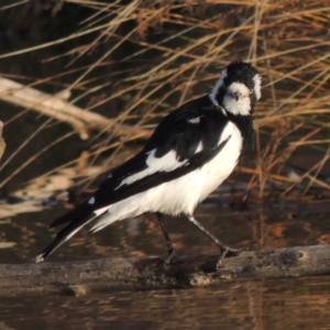 Grallina cyanoleuca at Fyshwick, ACT - 20 Jun 2018 06:06 PM