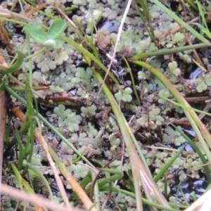 Azolla filiculoides at Fyshwick, ACT - 20 Jun 2018