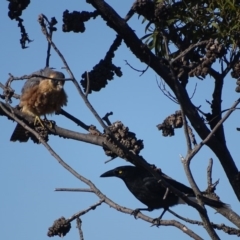 Falco longipennis (Australian Hobby) at Garran, ACT - 4 Jul 2018 by roymcd