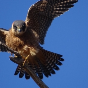 Falco longipennis at Garran, ACT - 4 Jul 2018 11:55 AM