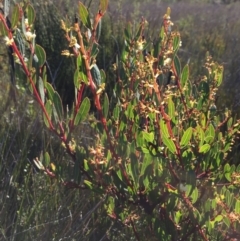 Acacia myrtifolia (Myrtle Wattle) at Green Cape North - 2 Jul 2018 by liztav