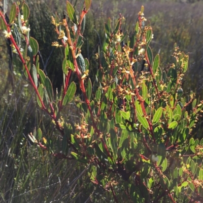 Acacia myrtifolia (Myrtle Wattle) at Green Cape North - 2 Jul 2018 by liztav