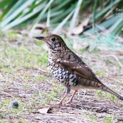 Zoothera lunulata (Bassian Thrush) at Narrawallee Creek Nature Reserve - 19 May 2015 by Charles Dove