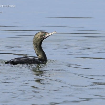 Phalacrocorax sulcirostris (Little Black Cormorant) at Lake Conjola, NSW - 18 May 2015 by CharlesDove