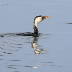 Microcarbo melanoleucos (Little Pied Cormorant) at Lake Conjola, NSW - 18 May 2015 by CharlesDove