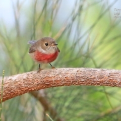 Petroica rosea (Rose Robin) at Narrawallee Creek Nature Reserve - 17 May 2015 by CharlesDove