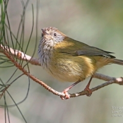 Acanthiza lineata (Striated Thornbill) at Narrawallee Creek Nature Reserve - 18 May 2015 by CharlesDove