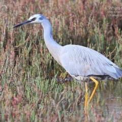 Egretta novaehollandiae (White-faced Heron) at Burrill Lake, NSW - 20 May 2015 by CharlesDove