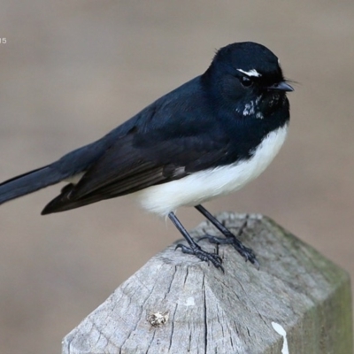 Rhipidura leucophrys (Willie Wagtail) at Lake Conjola, NSW - 17 May 2015 by Charles Dove