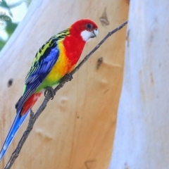 Platycercus eximius (Eastern Rosella) at Ulladulla, NSW - 14 May 2015 by CharlesDove