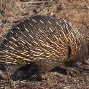 Tachyglossus aculeatus at Forde, ACT - 5 Jul 2018