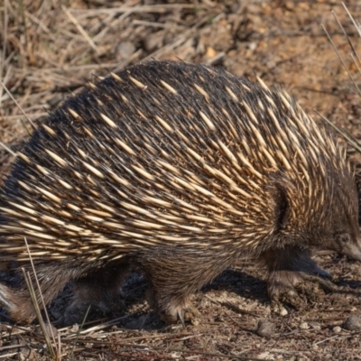 Tachyglossus aculeatus (Short-beaked Echidna) at Mulligans Flat - 5 Jul 2018 by CedricBear