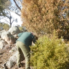 Billardiera heterophylla (Western Australian Bluebell Creeper) at Fadden, ACT - 29 Jun 2018 by MichaelMulvaney