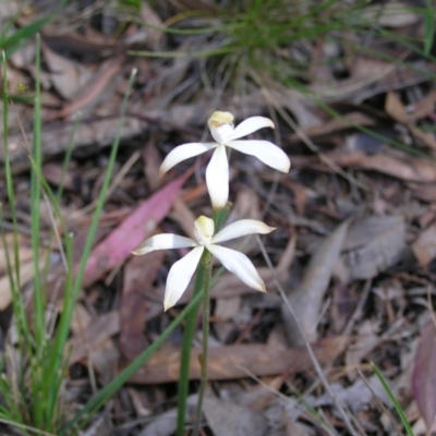 Caladenia ustulata (Brown Caps) at Canberra Central, ACT - 18 Oct 2008 by MatthewFrawley