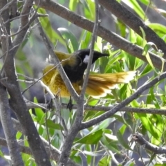 Nesoptilotis leucotis at Paddys River, ACT - 5 Jul 2018