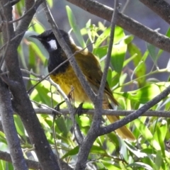 Nesoptilotis leucotis at Paddys River, ACT - 5 Jul 2018