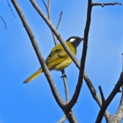 Nesoptilotis leucotis at Paddys River, ACT - 5 Jul 2018