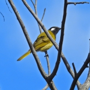 Nesoptilotis leucotis at Paddys River, ACT - 5 Jul 2018